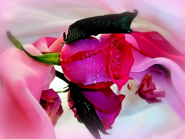 Обои картинки фото цветы, розы, капли, бутон