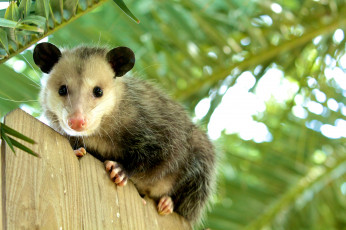 Картинка opossum животные опоссумы опоссум опоссумовые зверёк мех хвостик мордочка млекопитающие