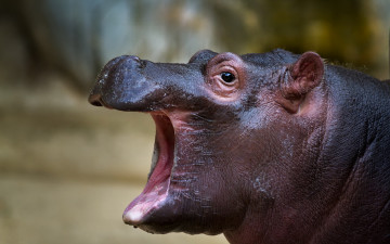 Картинка бегемот животные бегемоты hippopotamus млекопитающие китопарнокопытные бегемотовые клыки пасть вода