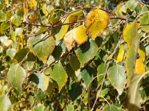 Картинка природа листья берёза
