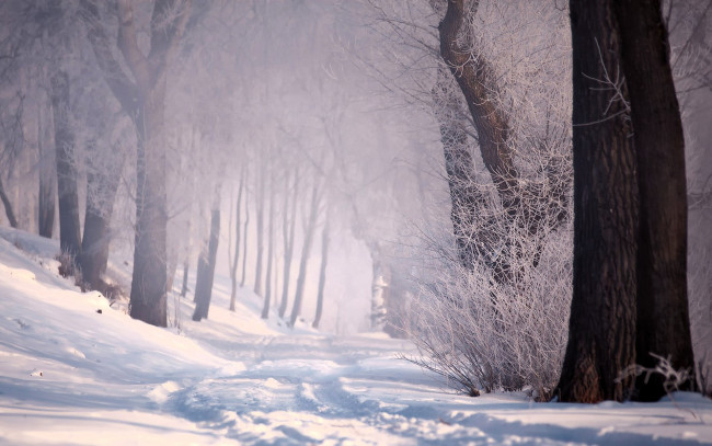 Обои картинки фото природа, лес, снег, следы