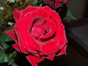 Картинка поздняков василий роза цветы розы
