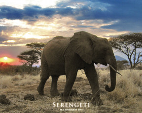 Картинка serengeti кино фильмы