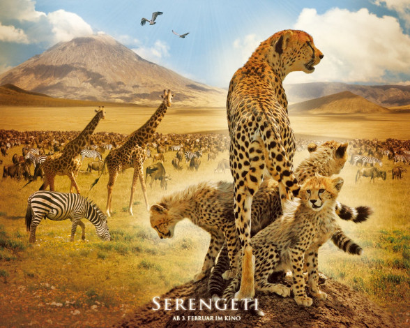 Обои картинки фото serengeti, кино, фильмы
