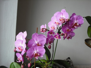 Картинка цветы орхидеи розовые экзотика нежные