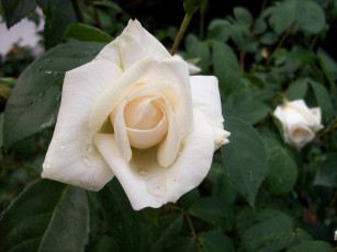 Картинка цветы розы кремовая капельки