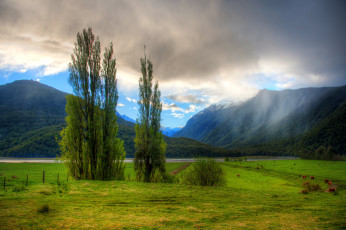 Картинка природа деревья пейзаж новая зеландия