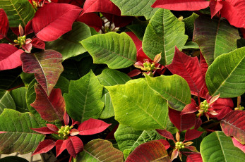 Картинка цветы пуансеттия зеленый красный листья