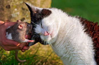 Картинка животные разные вместе кошка крыса