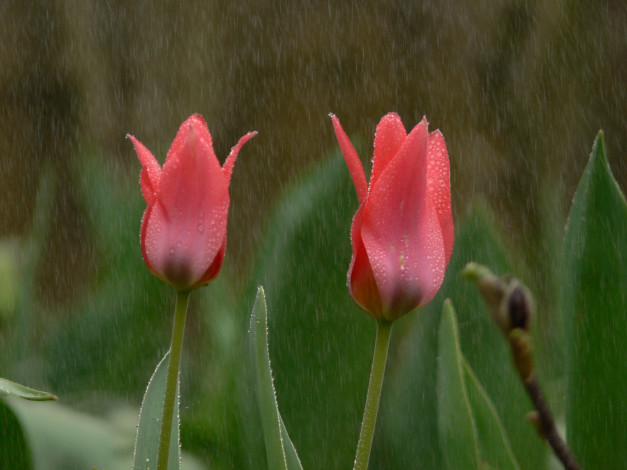 Обои картинки фото цветы, тюльпаны, красные, дождь