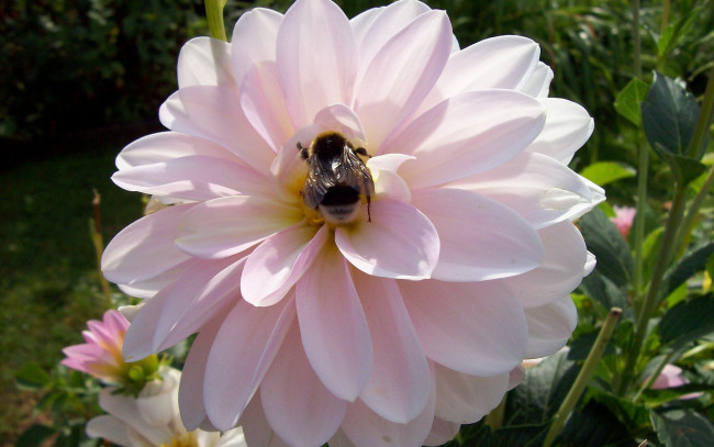 Обои картинки фото цветы, георгины, пчела, розовая