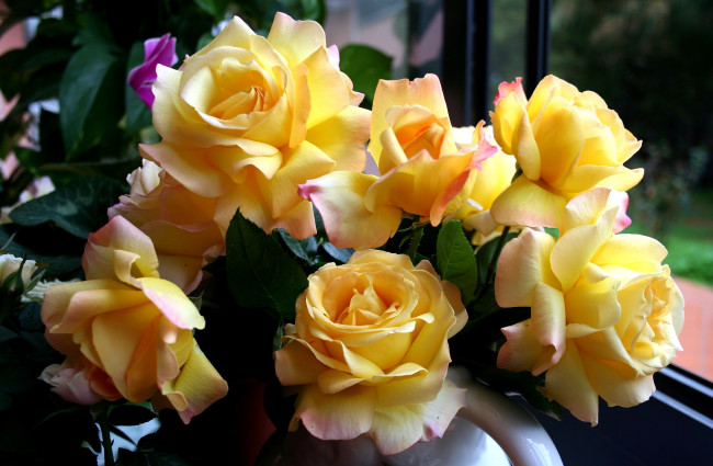 Обои картинки фото цветы, розы, букет, желтый