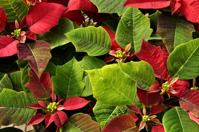 Обои картинки фото цветы, пуансеттия, зеленый, красный, листья
