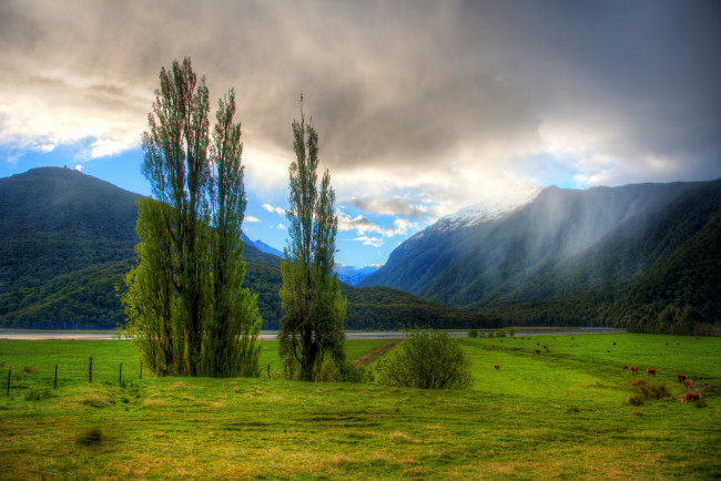 Обои картинки фото природа, деревья, пейзаж, новая, зеландия