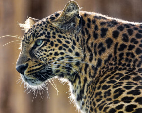Картинка животные леопарды профиль