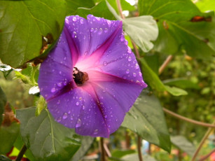 Картинка цветы вьюнки ипомеи фиолетовый