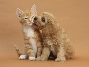 Картинка животные разные вместе кошка щенок котенок фон рыжие собака