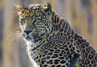 Картинка животные леопарды пятна глаза
