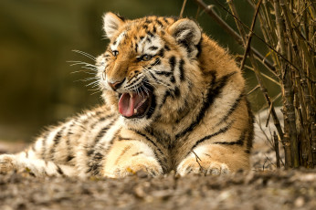 Картинка животные тигры недовольство рык