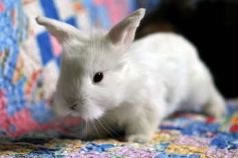 Картинка животные кролики зайцы белый малыш лапушка