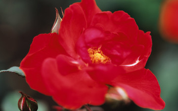 Картинка красная роза цветы розы цветок