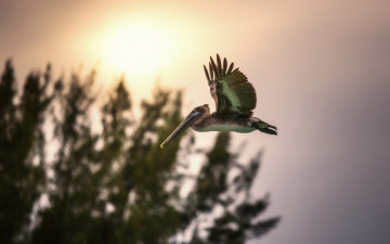 Картинка животные пеликаны пеликан полет деревья птица