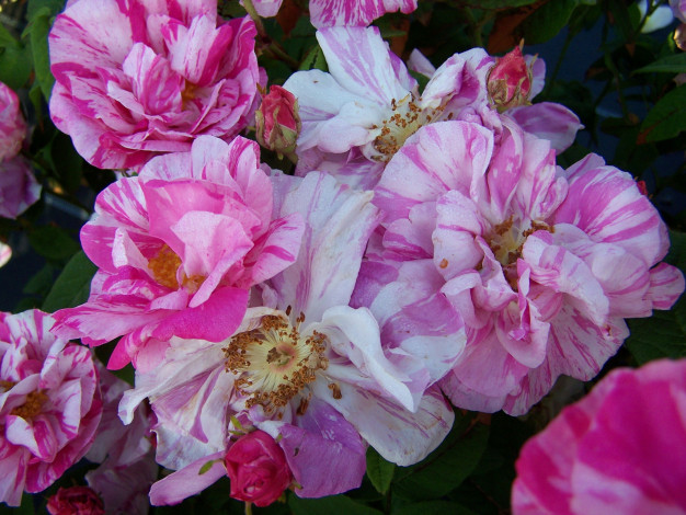 Обои картинки фото роза, дамасская, versicolor, цветы, розы