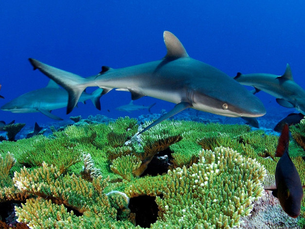 Обои картинки фото blue, shark, животные, акулы, океан, риф, кораллы