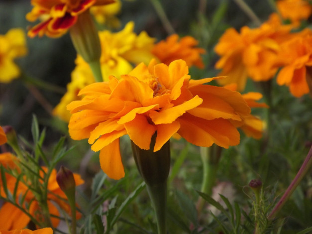 Обои картинки фото цветы, бархатцы, оранжевый