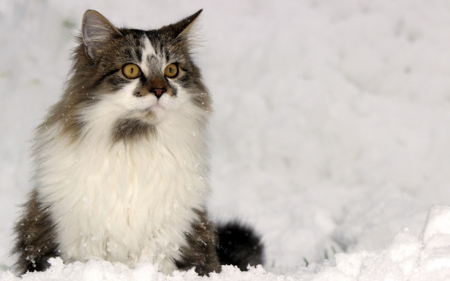 Обои картинки фото животные, коты, зима, взгляд, кошка