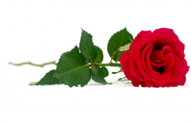 Обои картинки фото цветы, розы, красный, снег