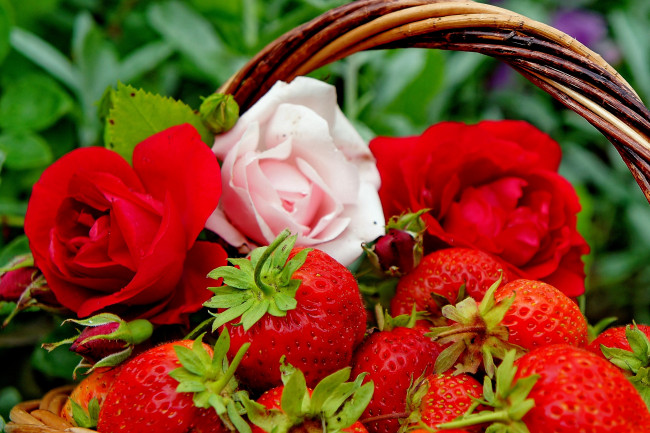 Обои картинки фото еда, клубника, земляника, бутоны, ягоды, цветы, розы