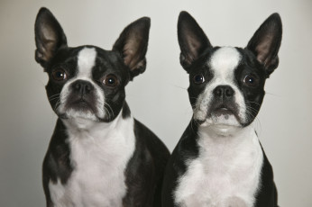 Картинка животные собаки две собачки