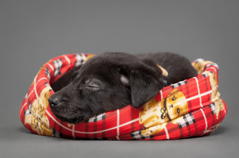 Картинка животные собаки сон щенок
