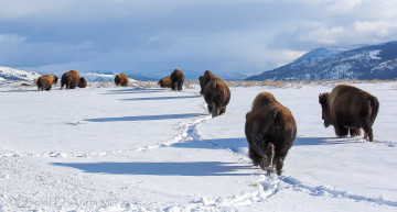 Картинка животные зубры +бизоны снег бизоны