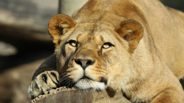 Картинка животные львы отдых лев взгляд львица морда