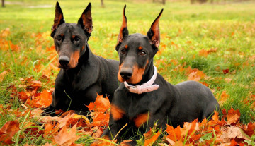 Картинка животные собаки порода доберманы два осень