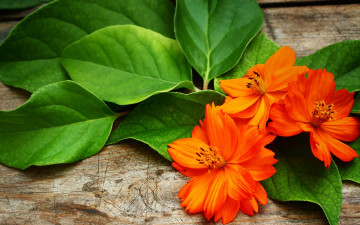 Картинка цветы космея лежат листья букет оранжевые