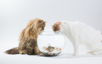 обоя животные, коты, daisy, benjamin, torode, аквариум, hannah, рыбки, кошки, ben
