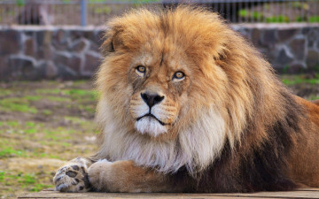 Картинка животные львы лев взгляд морда грива лежит