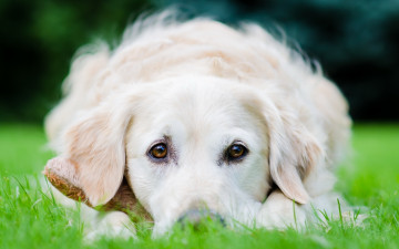 Картинка животные собаки собака взгляд травка лежит поле белая