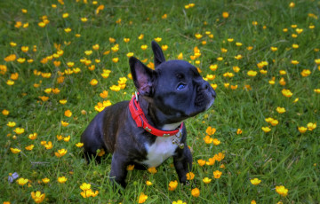 Картинка животные собаки французский цветы трава лужайка ошейник бульдог