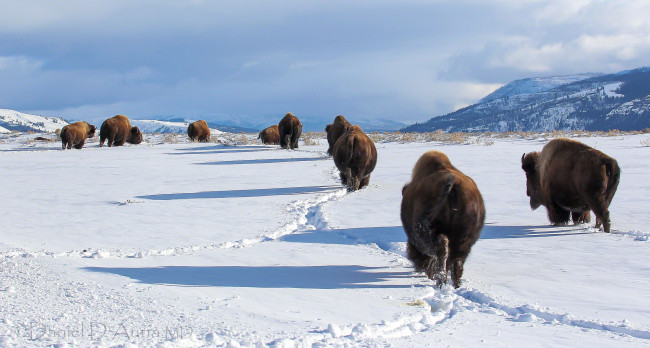 Обои картинки фото животные, зубры,  бизоны, снег, бизоны