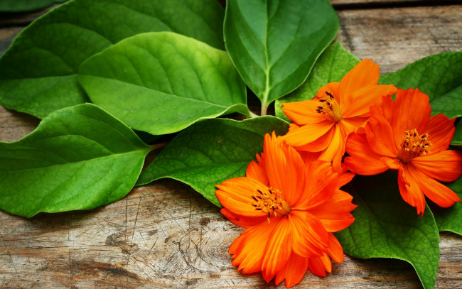 Обои картинки фото цветы, космея, лежат, листья, букет, оранжевые