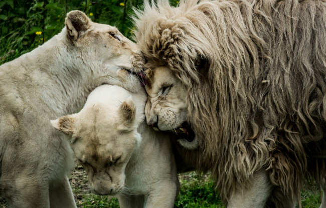 Обои картинки фото животные, львы, любовь, грива, лев, гарем, львицы, царь, зверей