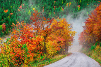 Картинка природа дороги пейзаж деревья осень дорога лес