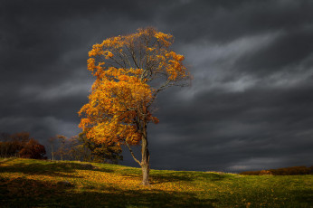 Картинка природа деревья холмы поле закат осень тучи