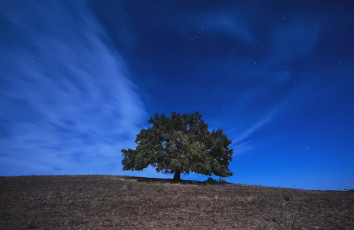 Картинка природа деревья холм поле ночь пейзаж дерево