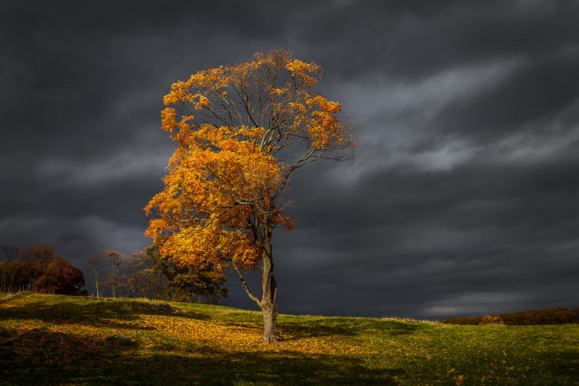 Обои картинки фото природа, деревья, холмы, поле, закат, осень, тучи