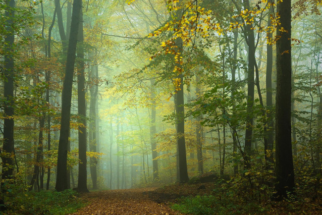 Обои картинки фото природа, лес, туман, деревья, дорога, осень